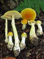 Image of Frost's amanita