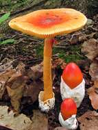 Image of American Caesar's Mushroom