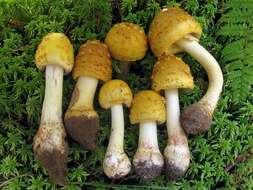 Image of <i>Amanita flavorubens</i>