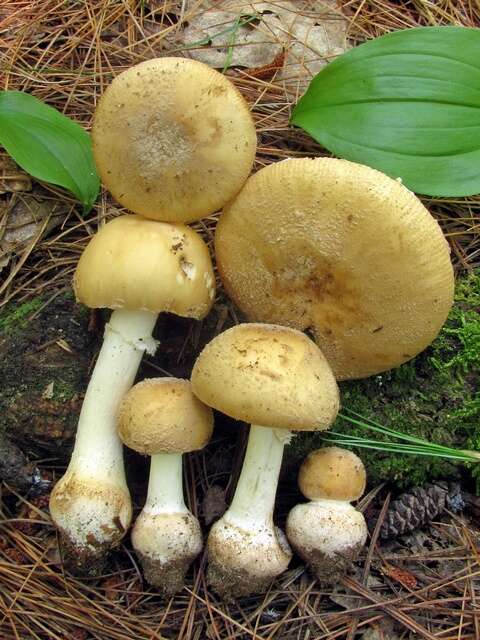 Image of Amanita crenulata Peck 1900