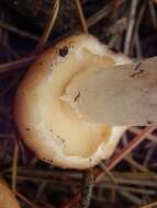 Plancia ëd Suillus occidentalis Thiers 1976