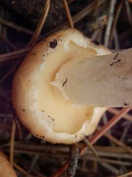 Image of Suillus occidentalis Thiers 1976