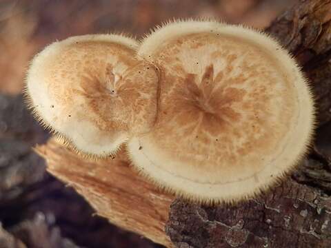 Image de Lentinus arcularius (Batsch) Zmitr. 2010