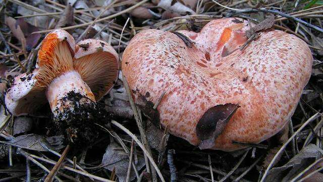 Image of Milk Cap Mushrooms