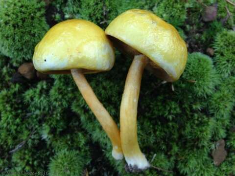 Image of Pulveroboletus