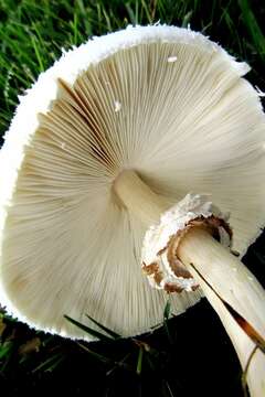 Image of Chlorophyllum