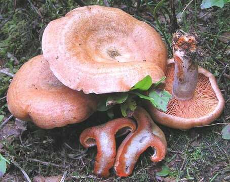 Image of Milk Cap Mushrooms