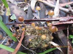 Image of Psilocybe alutacea Y. S. Chang & A. K. Mills 2006