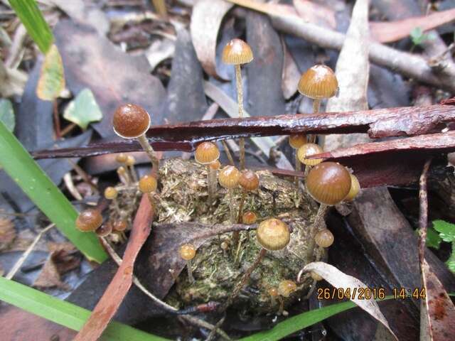 Image of Psilocybe alutacea Y. S. Chang & A. K. Mills 2006