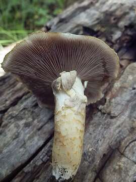 Image of Stropharia kauffmanii A. H. Sm. 1941