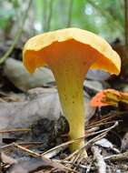 Image of Cantharellus lateritius (Berk.) Singer 1951