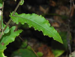 Image of wavyleaf aster