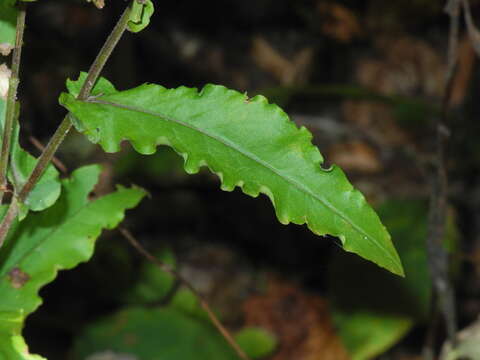 Image of wavyleaf aster