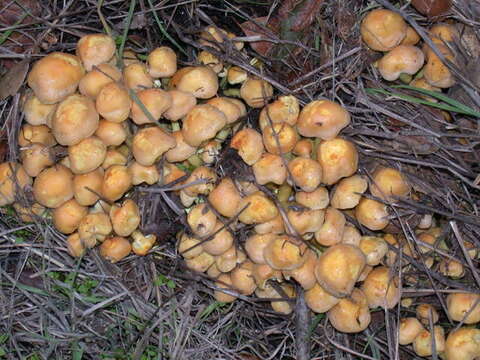 Imagem de Hypholoma