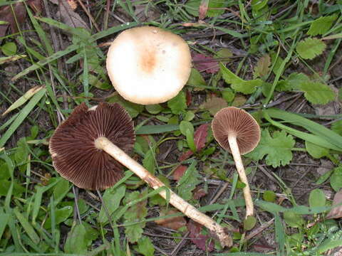 Image of Agrocybe