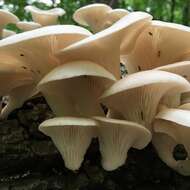 Image of Pleurotus