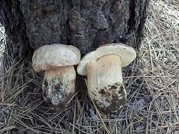 Sivun Boletus barrowsii Thiers & A. H. Sm. 1976 kuva