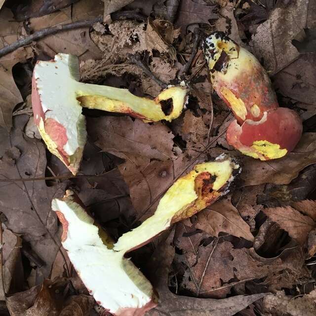 Sivun Boletus carminiporus Bessette, Both & Dunaway 1998 kuva