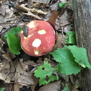 Image of Boletus carminiporus Bessette, Both & Dunaway 1998