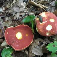 Image of Boletus carminiporus Bessette, Both & Dunaway 1998