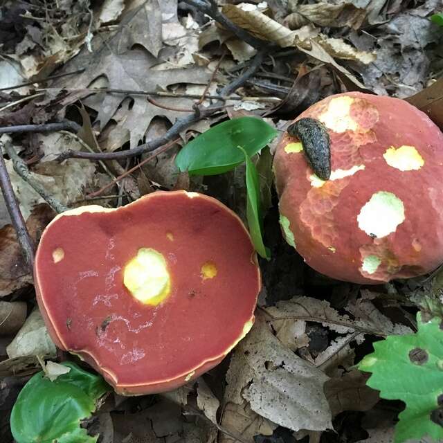 Sivun Boletus carminiporus Bessette, Both & Dunaway 1998 kuva