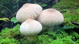 Imagem de Lycoperdon