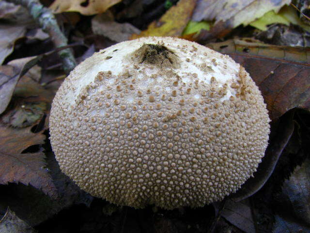 Imagem de Lycoperdon