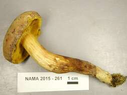 Image of Aureoboletus innixus (Frost) Halling, A. R. Bessette & Bessette 2015