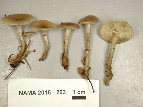 Image de Singerocybe