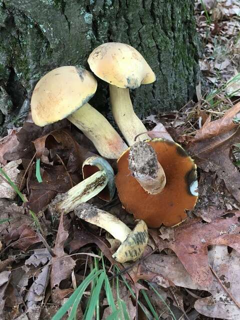 Boletus vermiculosoides A. H. Sm. & Thiers 1971的圖片