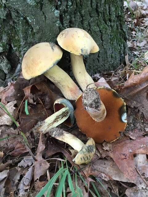 Image of Boletus vermiculosoides A. H. Sm. & Thiers 1971