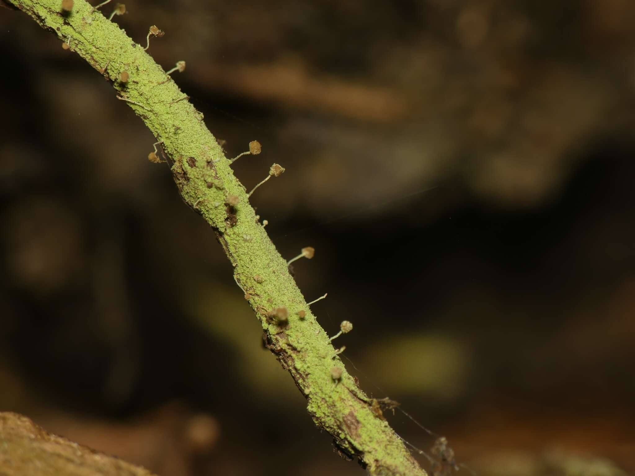 Image of needle lichen