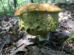 Xanthoconium resmi