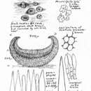 Plancia ëd Cenangiopsis