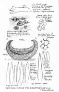 Plancia ëd Cenangiopsis