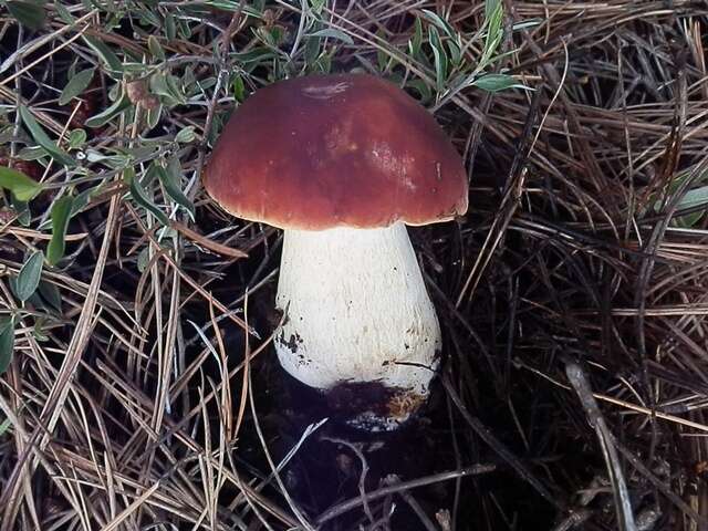 Boletus rubriceps D. Arora & J. L. Frank 2014 resmi