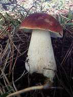 Boletus rubriceps D. Arora & J. L. Frank 2014 resmi