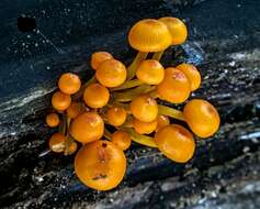 Image of Mycena leaiana (Berk.) Sacc. 1891