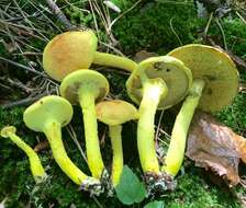 Image of Pulveroboletus