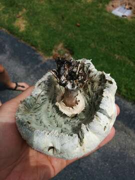 Image of Chlorophyllum