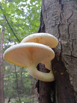 Imagem de Pleurotus