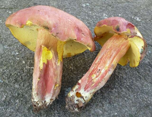 Image of Boletus pallidoroseus Both 1998