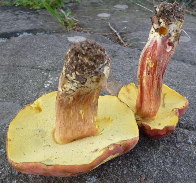 Image of Boletus pallidoroseus Both 1998