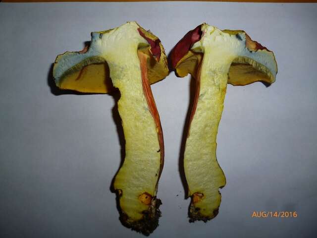 Image of Boletus pallidoroseus Both 1998