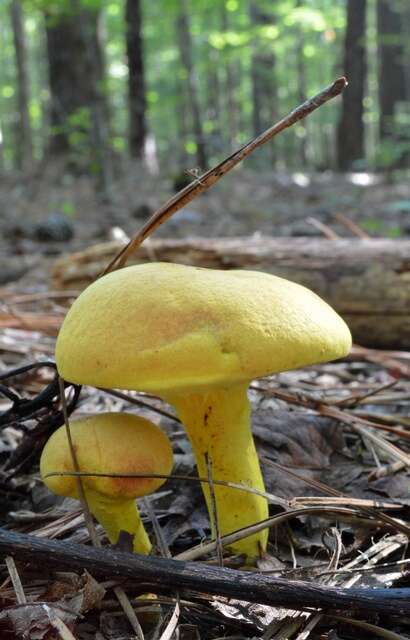 Image of Pulveroboletus