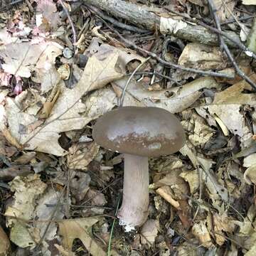 Image of Tylopilus plumbeoviolaceus (Snell & E. A. Dick) Snell & E. A. Dick 1941