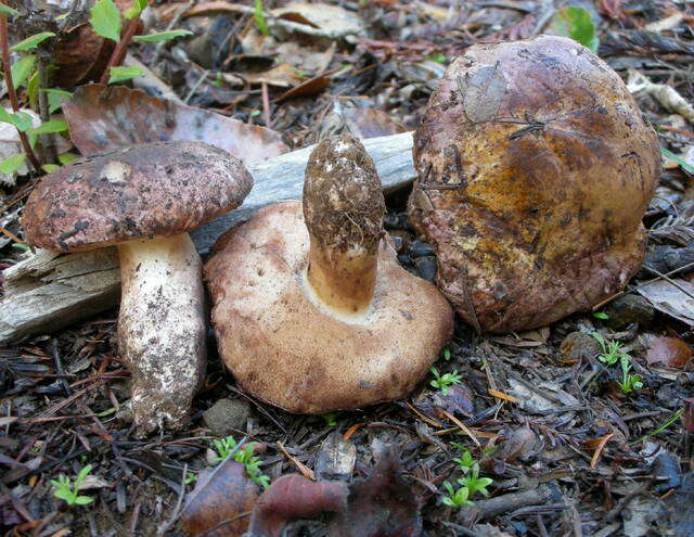 Image of Tylopilus humilis Thiers 1967