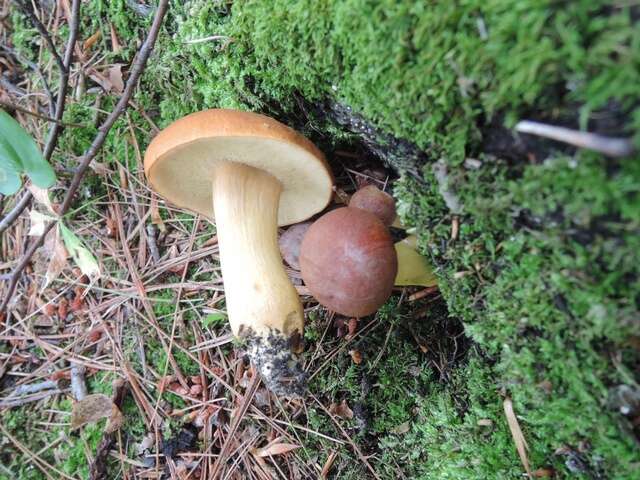 Image of Aureoboletus