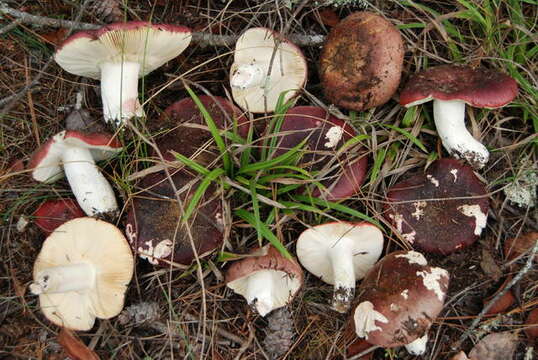 Image of Russula xerampelina (Schaeff.) Fr. 1838