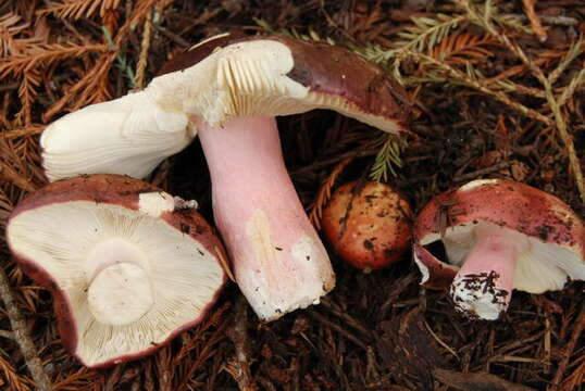 Image of Russula xerampelina (Schaeff.) Fr. 1838